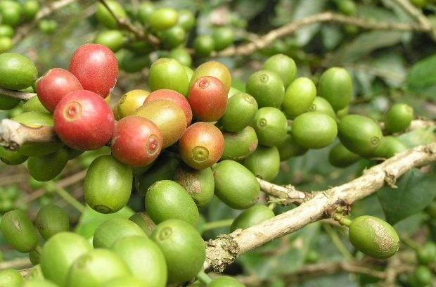 Get what does green coffee beans do for the body